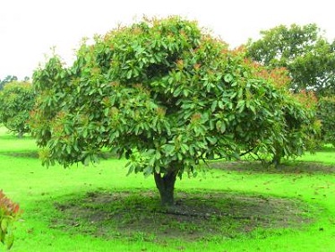 Avocado tree